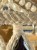 IMG_6282.jpeg